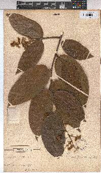 Image of Microcos malacocarpa