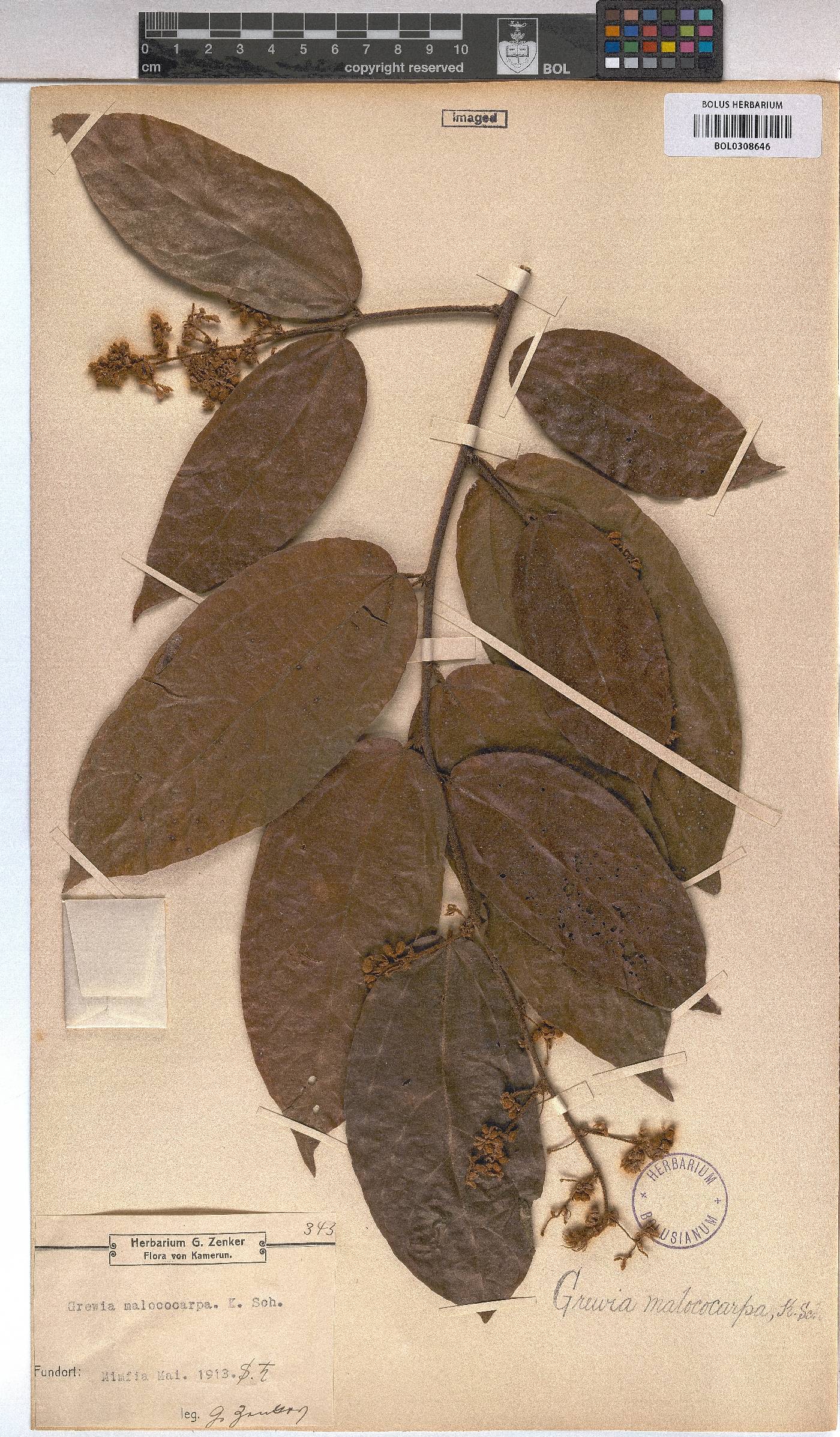 Microcos malacocarpa image