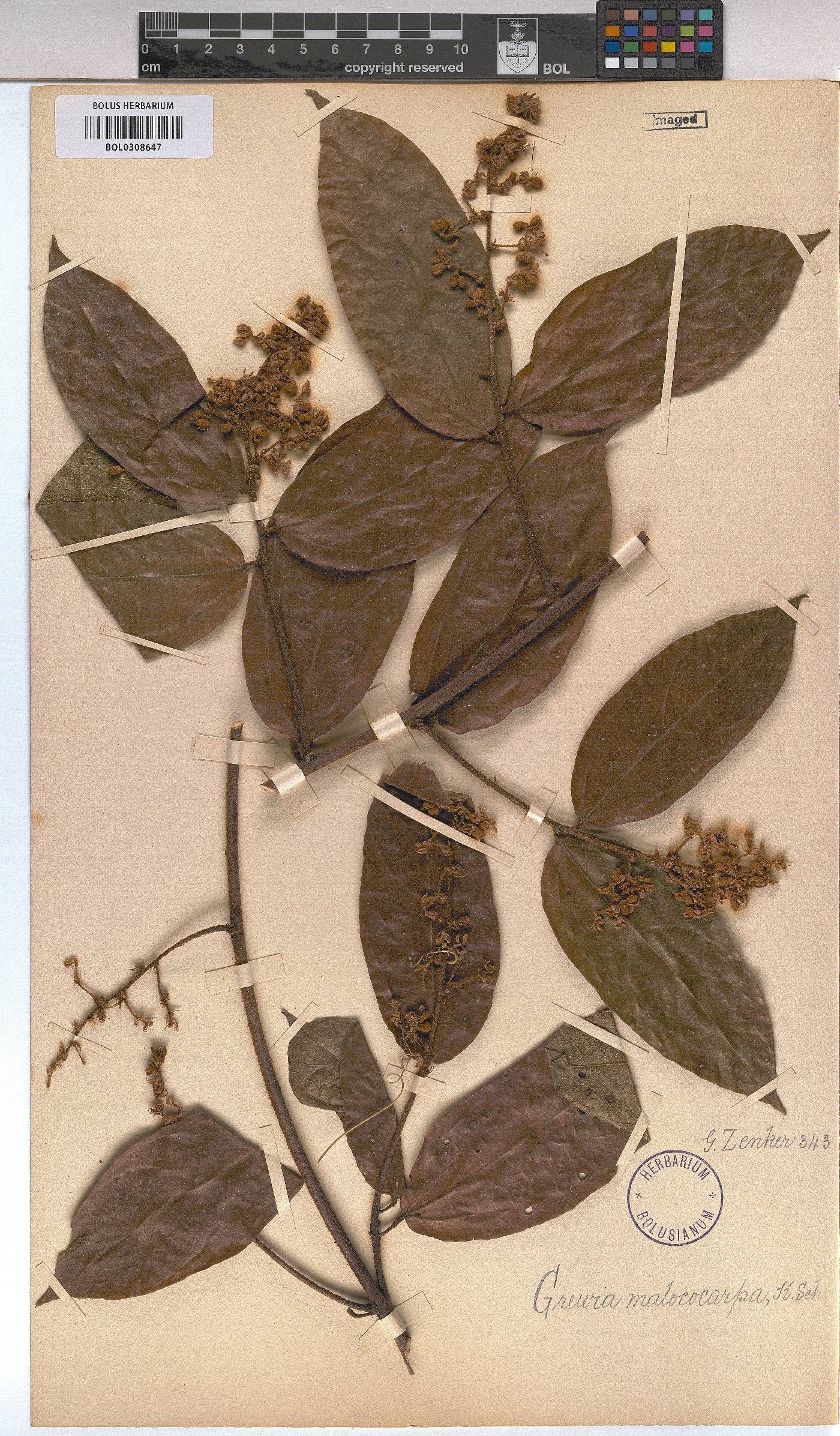 Microcos malacocarpa image