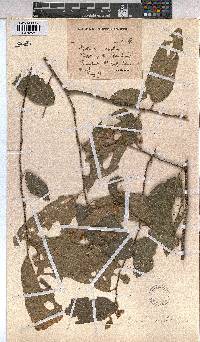 Grewia mollis image