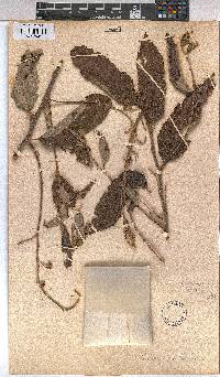 Grewia mollis image