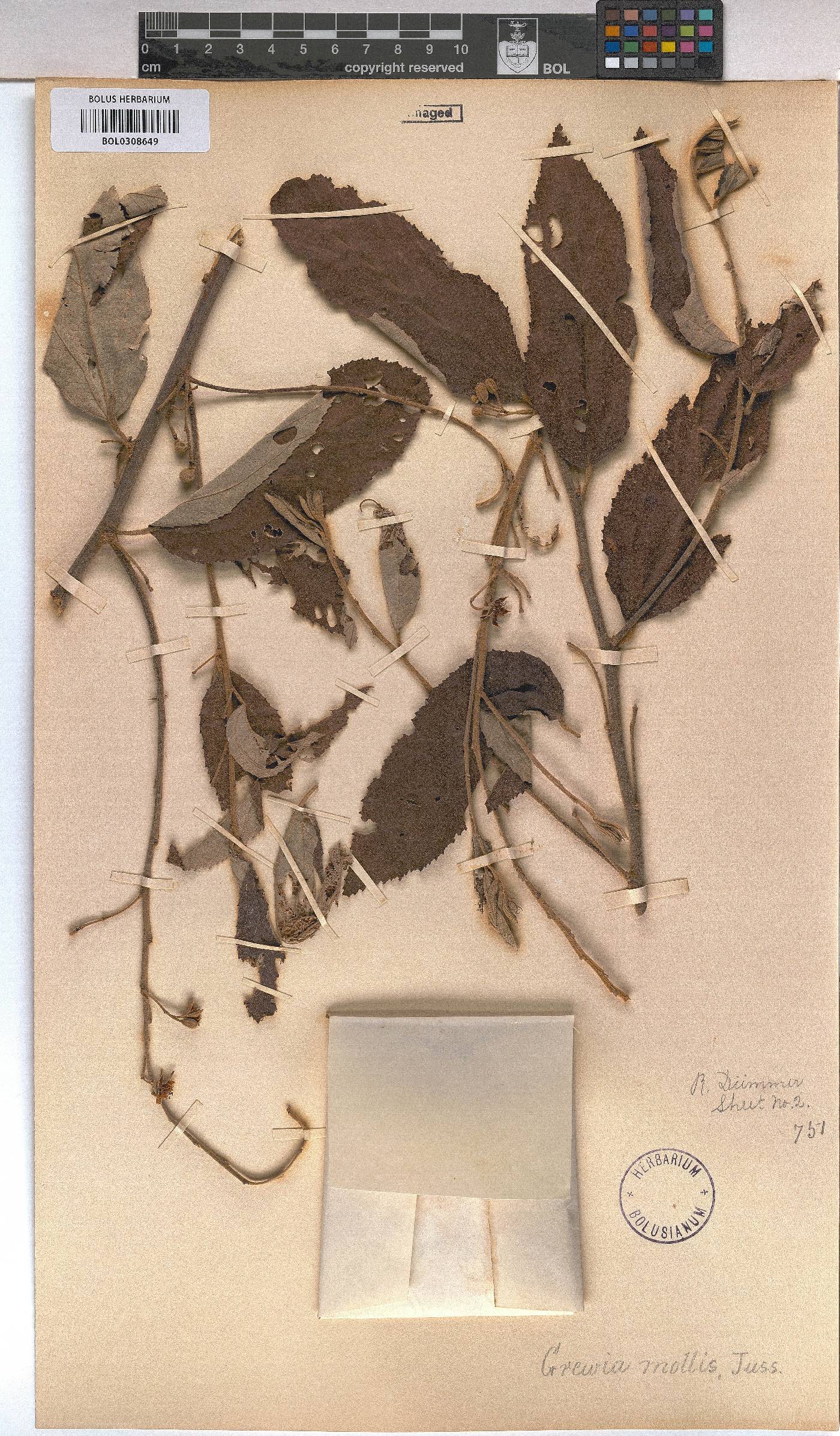 Grewia mollis image