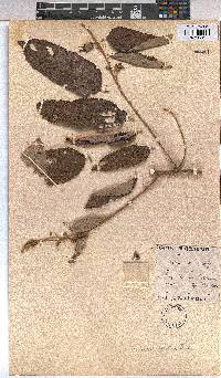Grewia mollis image