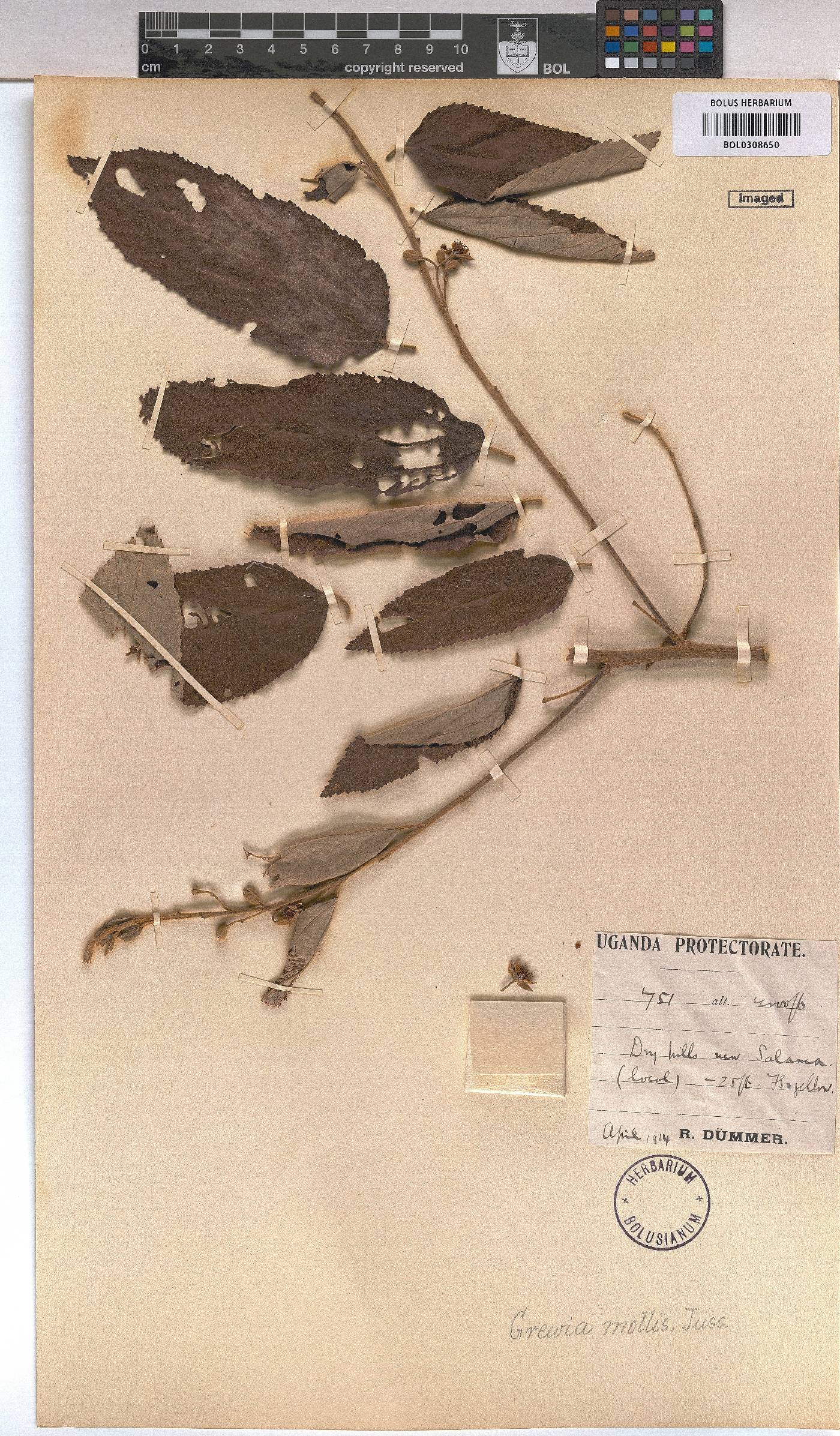 Grewia mollis image