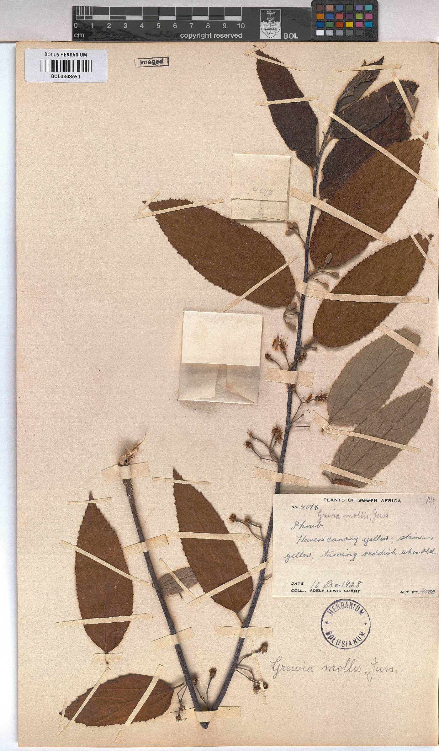 Grewia mollis image