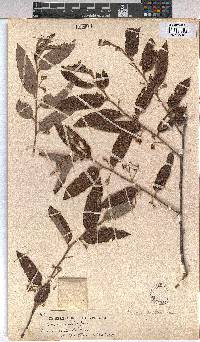 Grewia mollis image