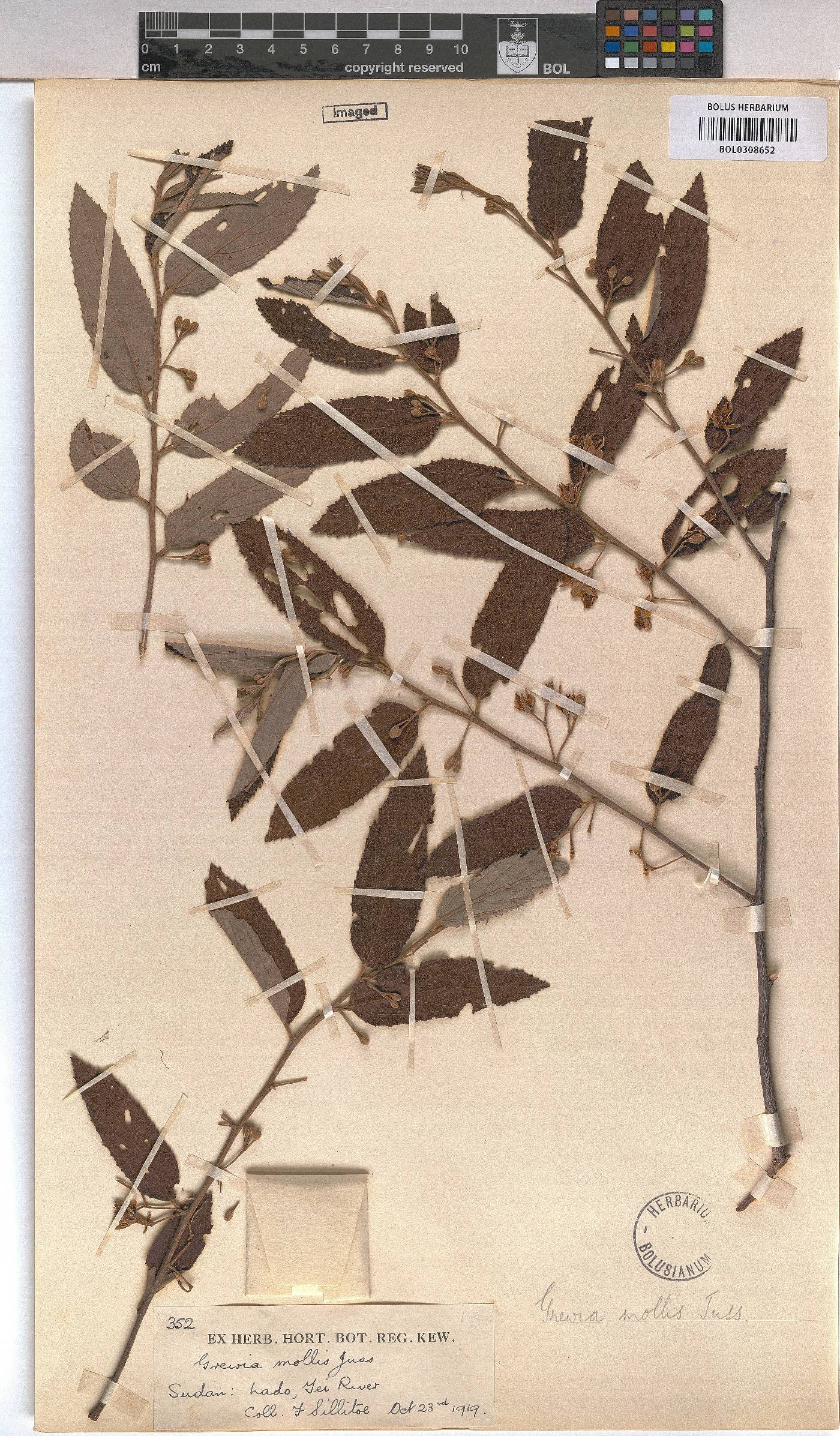 Grewia mollis image