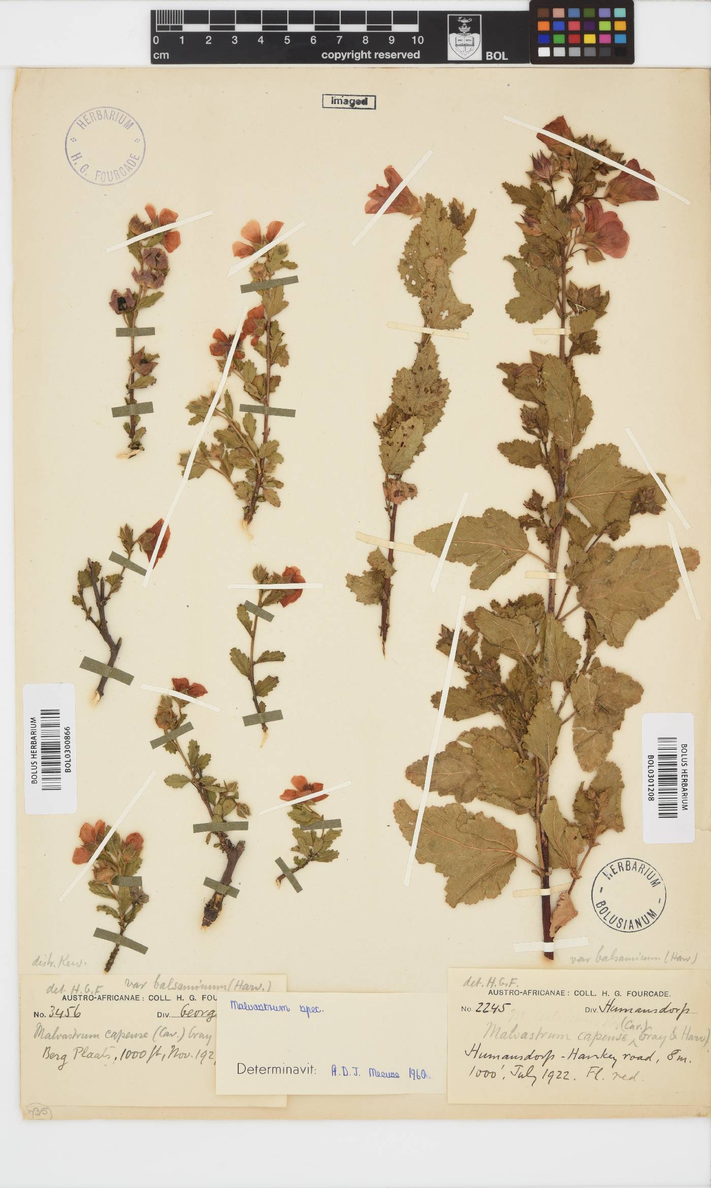 Malvastrum coromandelianum image