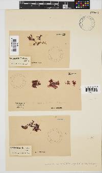 Yonagunia maillardii image