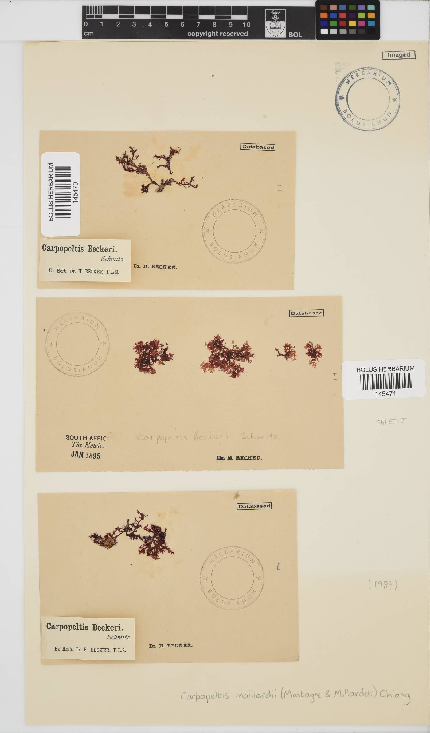 Yonagunia maillardii image