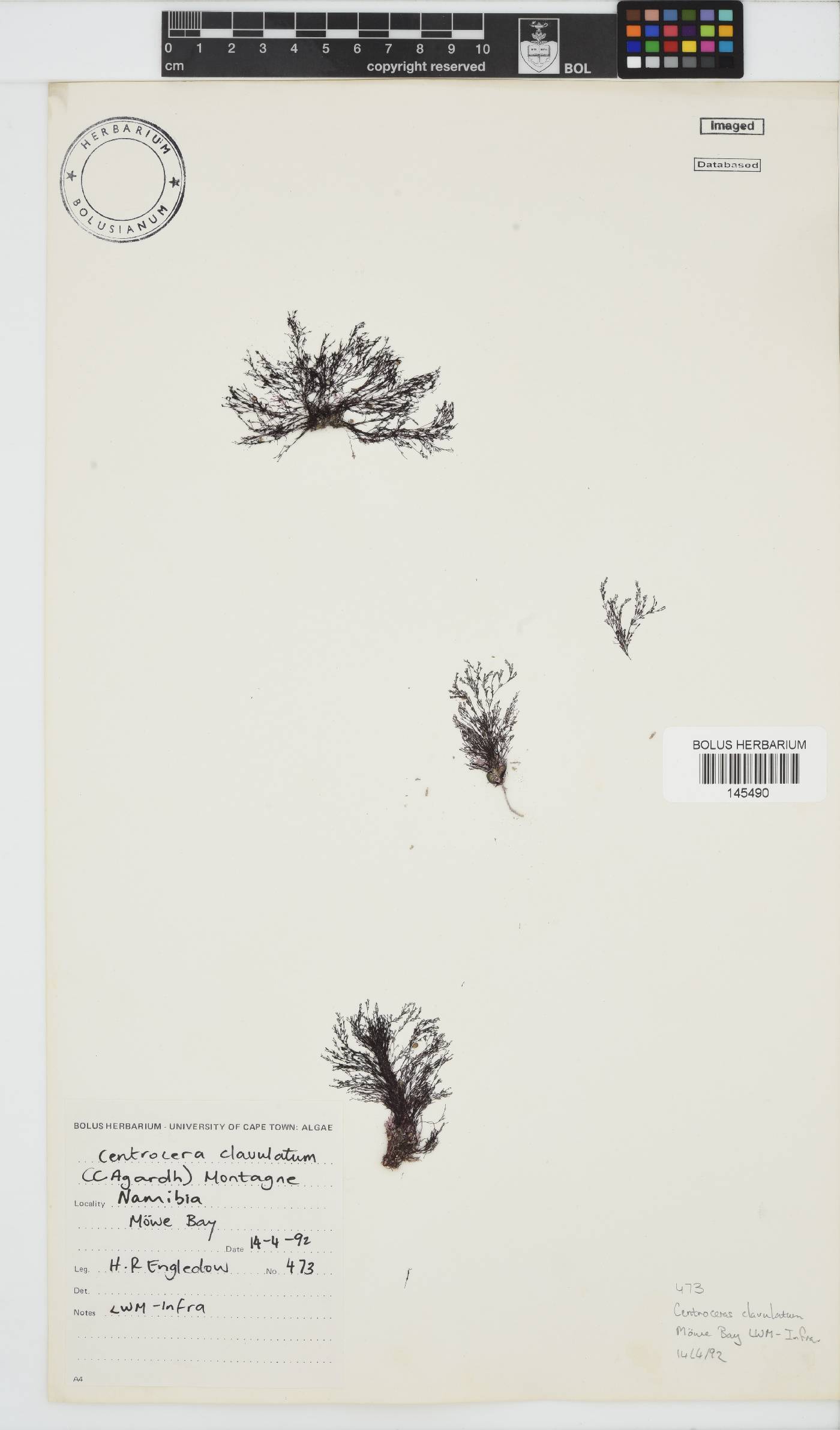 Centroceras image
