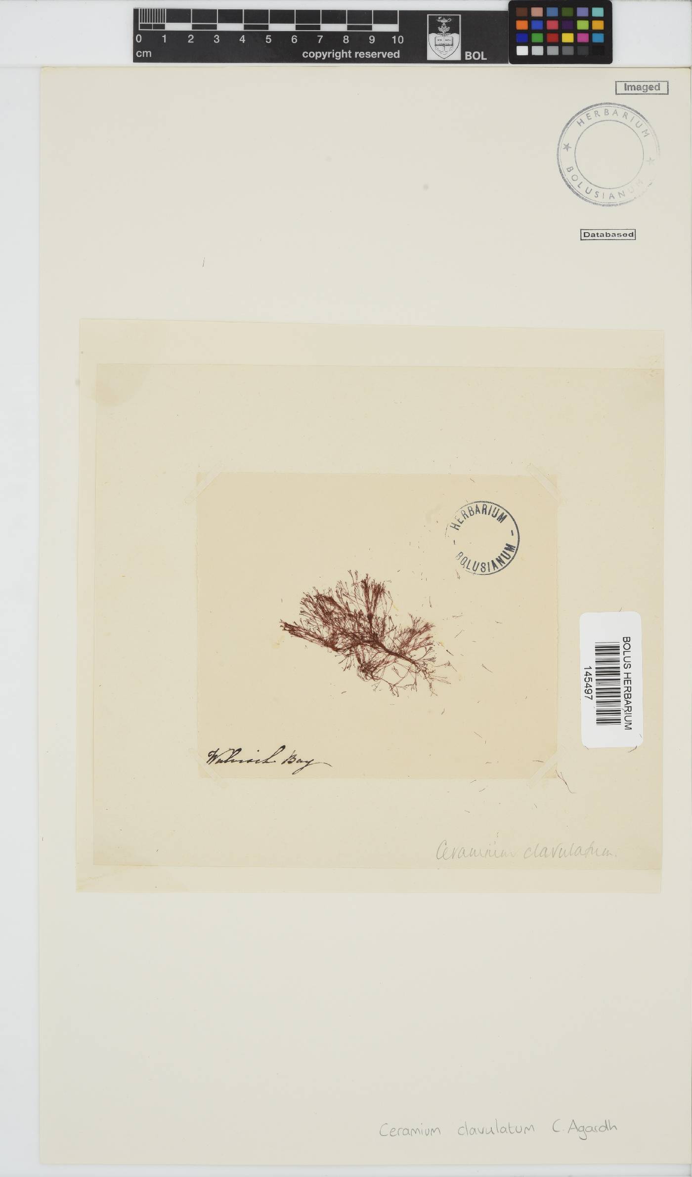Centroceras clavulatum image