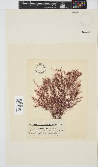 Centroceras clavulatum image