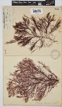 Centroceras clavulatum image