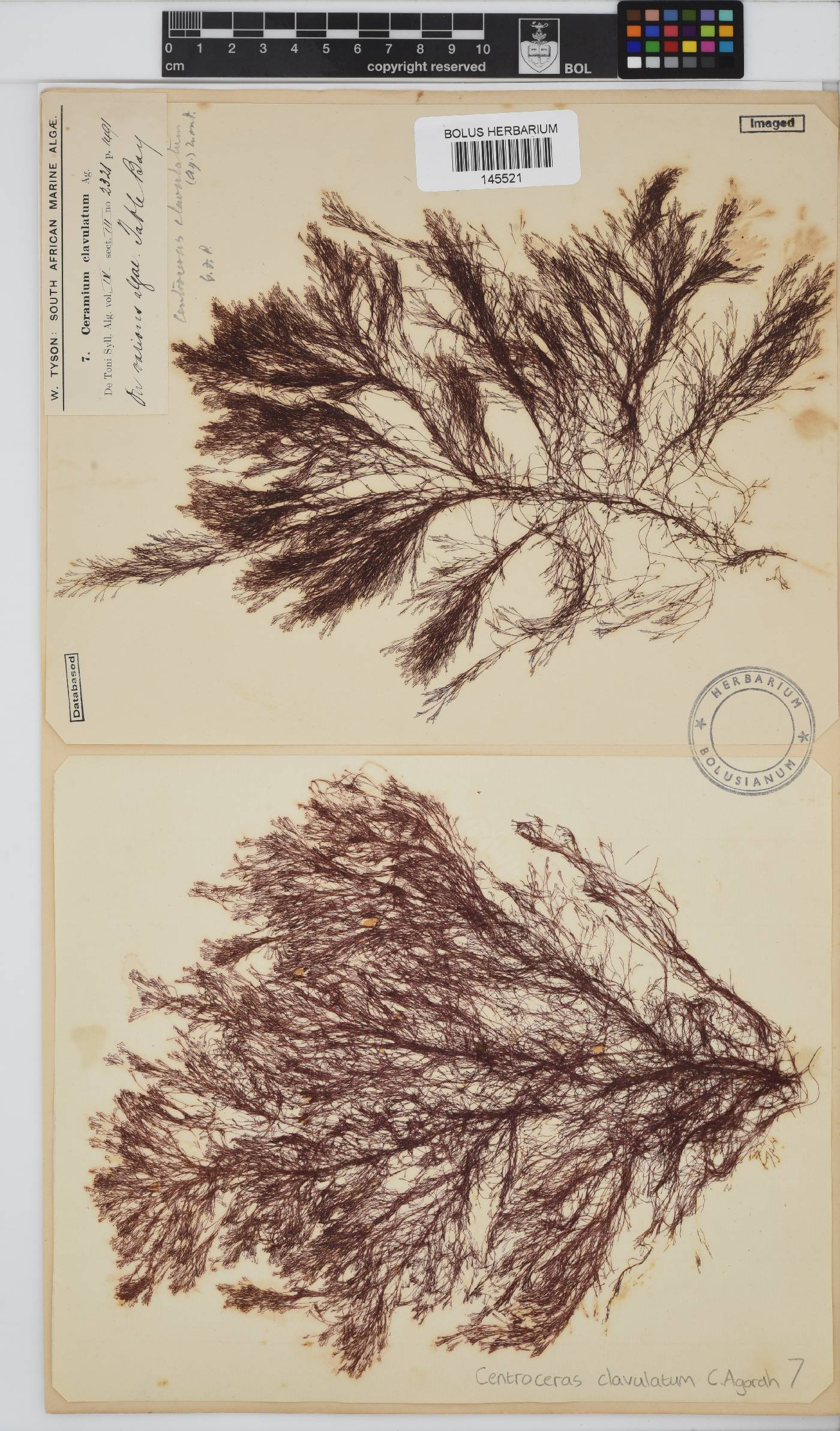 Centroceras image