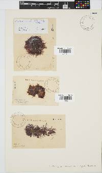 Centroceras clavulatum image