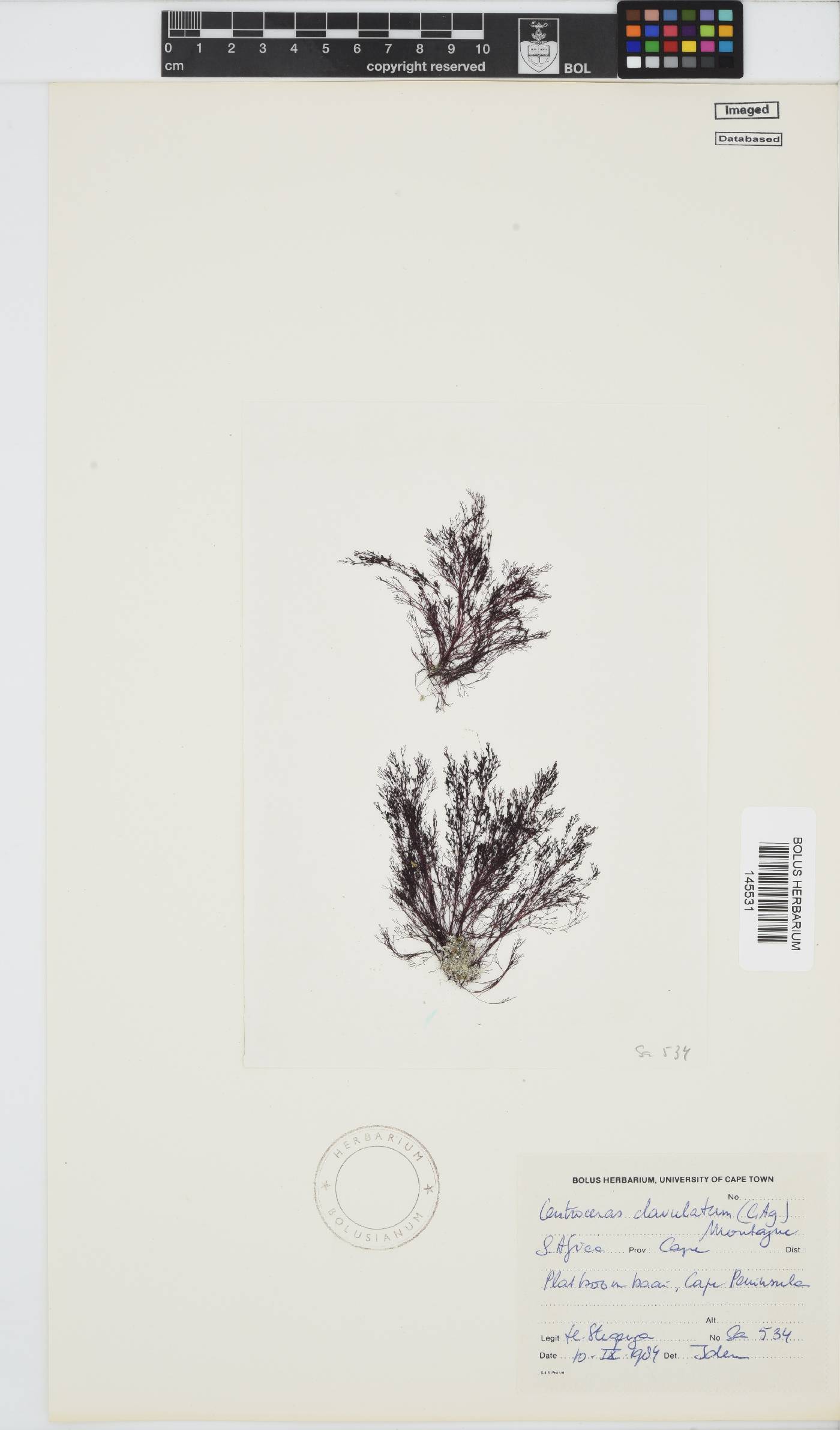 Centroceras image