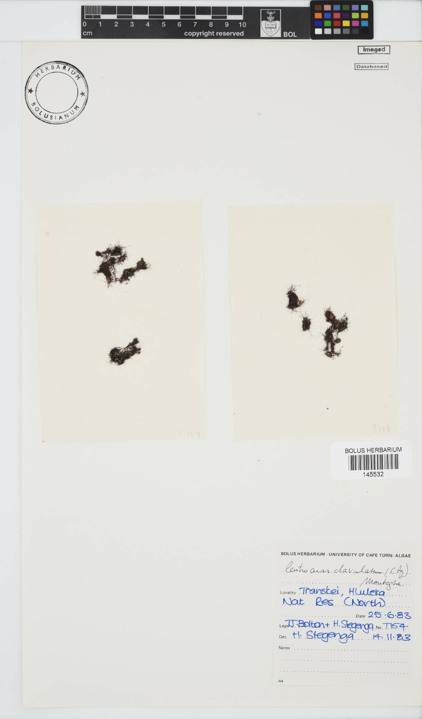 Centroceras clavulatum image
