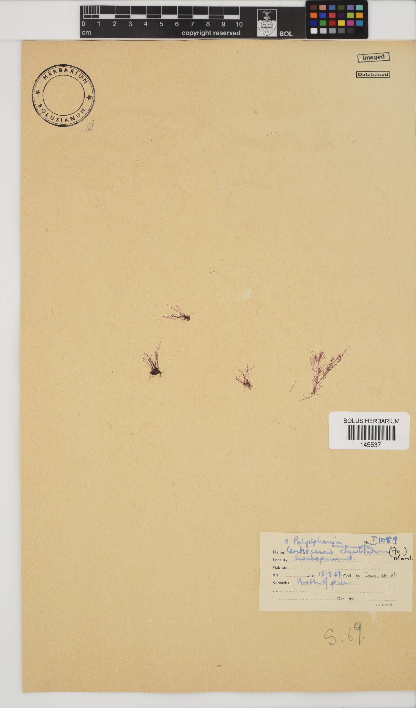 Centroceras clavulatum image
