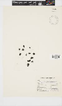 Caulacanthus ustulatus image
