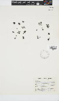 Caulacanthus ustulatus image