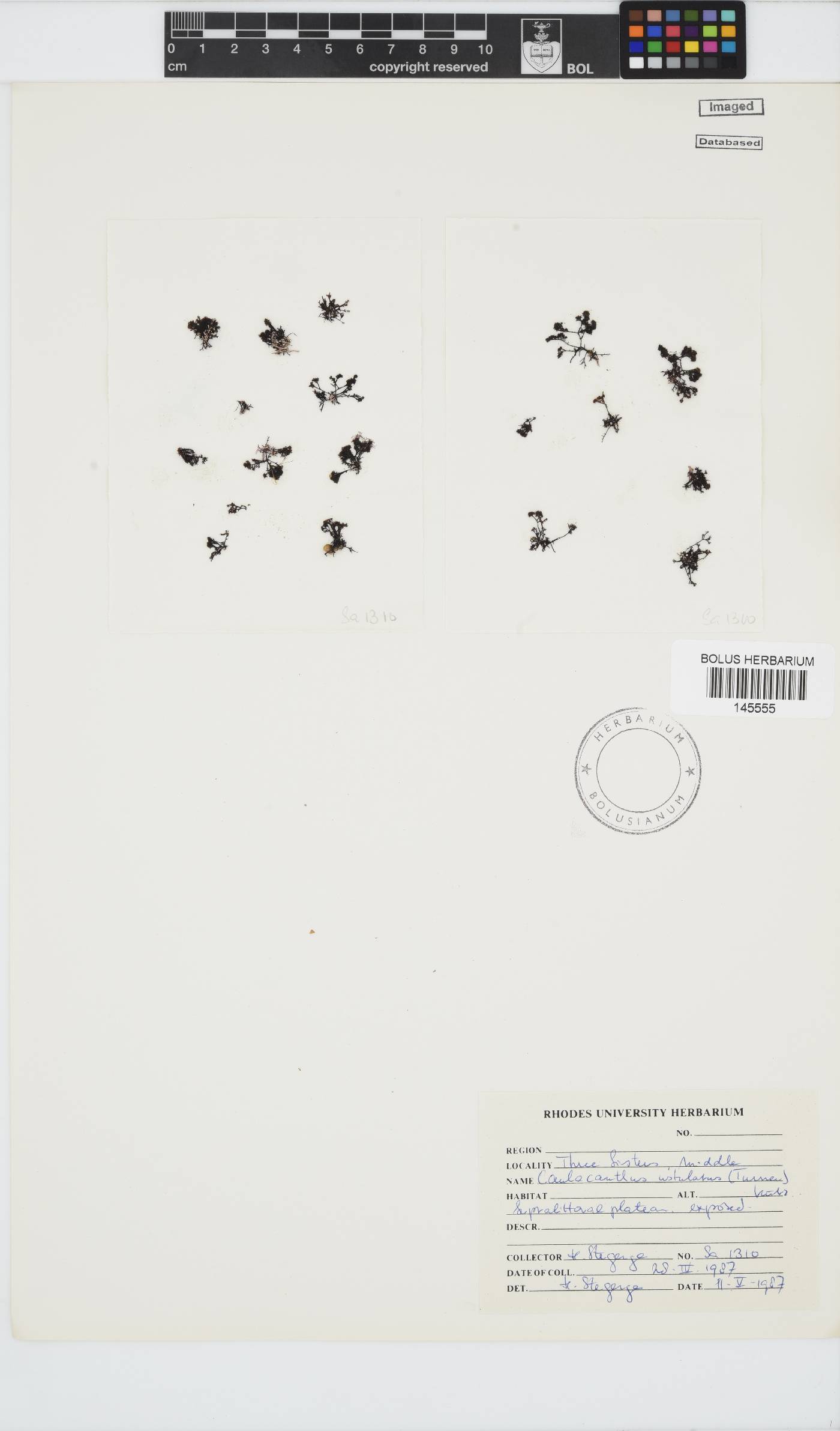 Caulacanthus ustulatus image