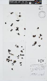 Caulacanthus ustulatus image