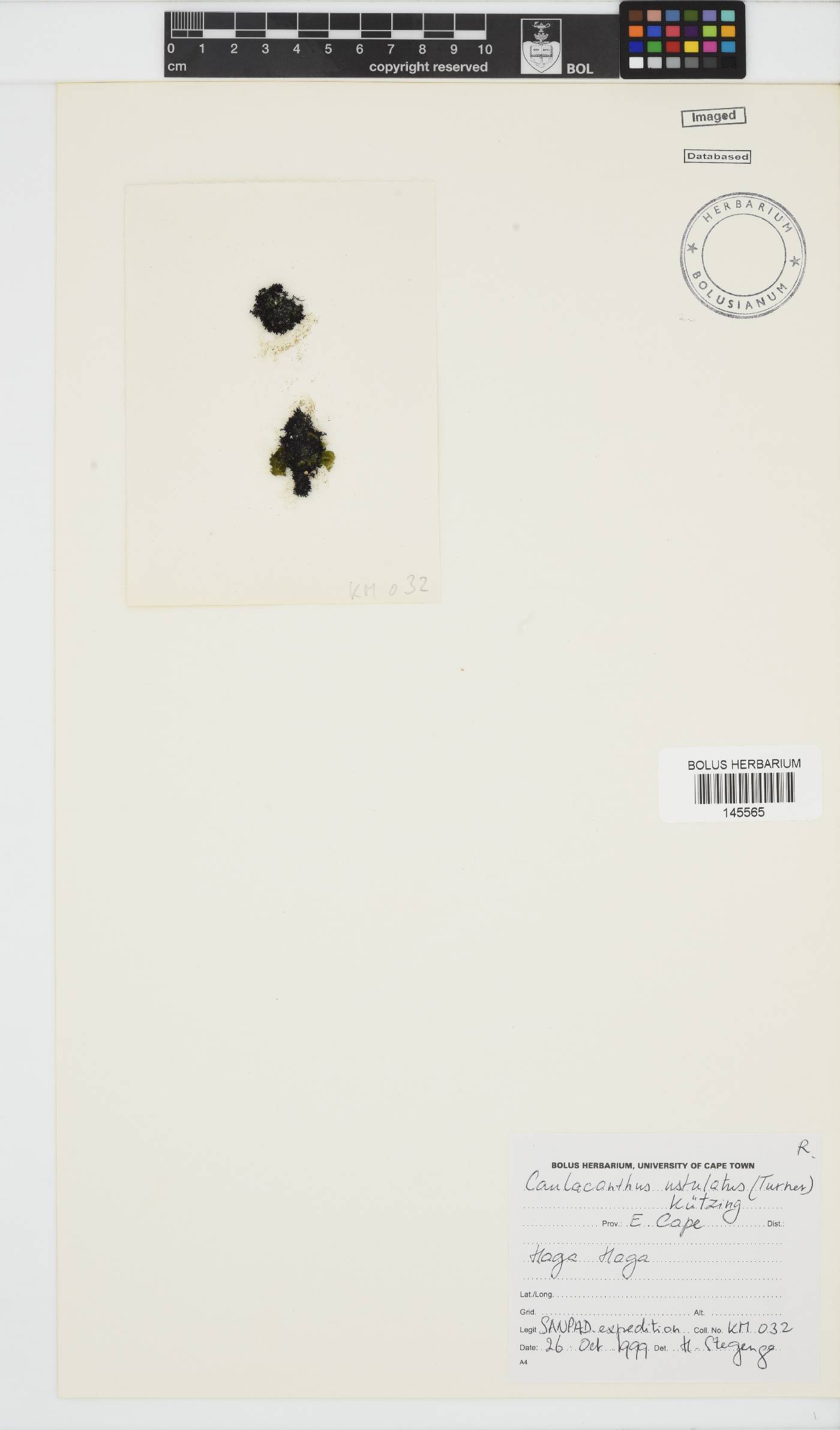 Caulacanthus ustulatus image