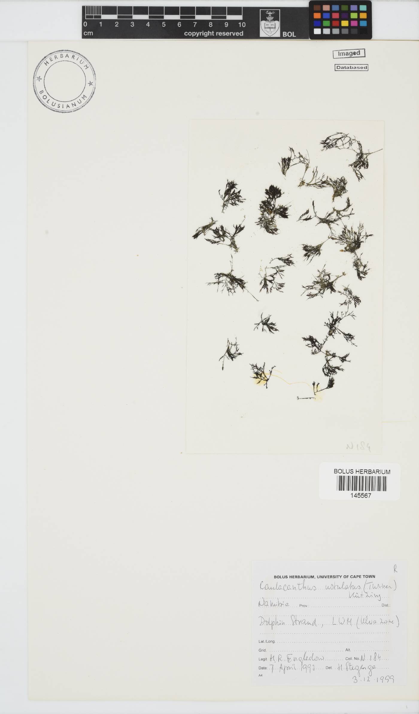 Caulacanthus ustulatus image