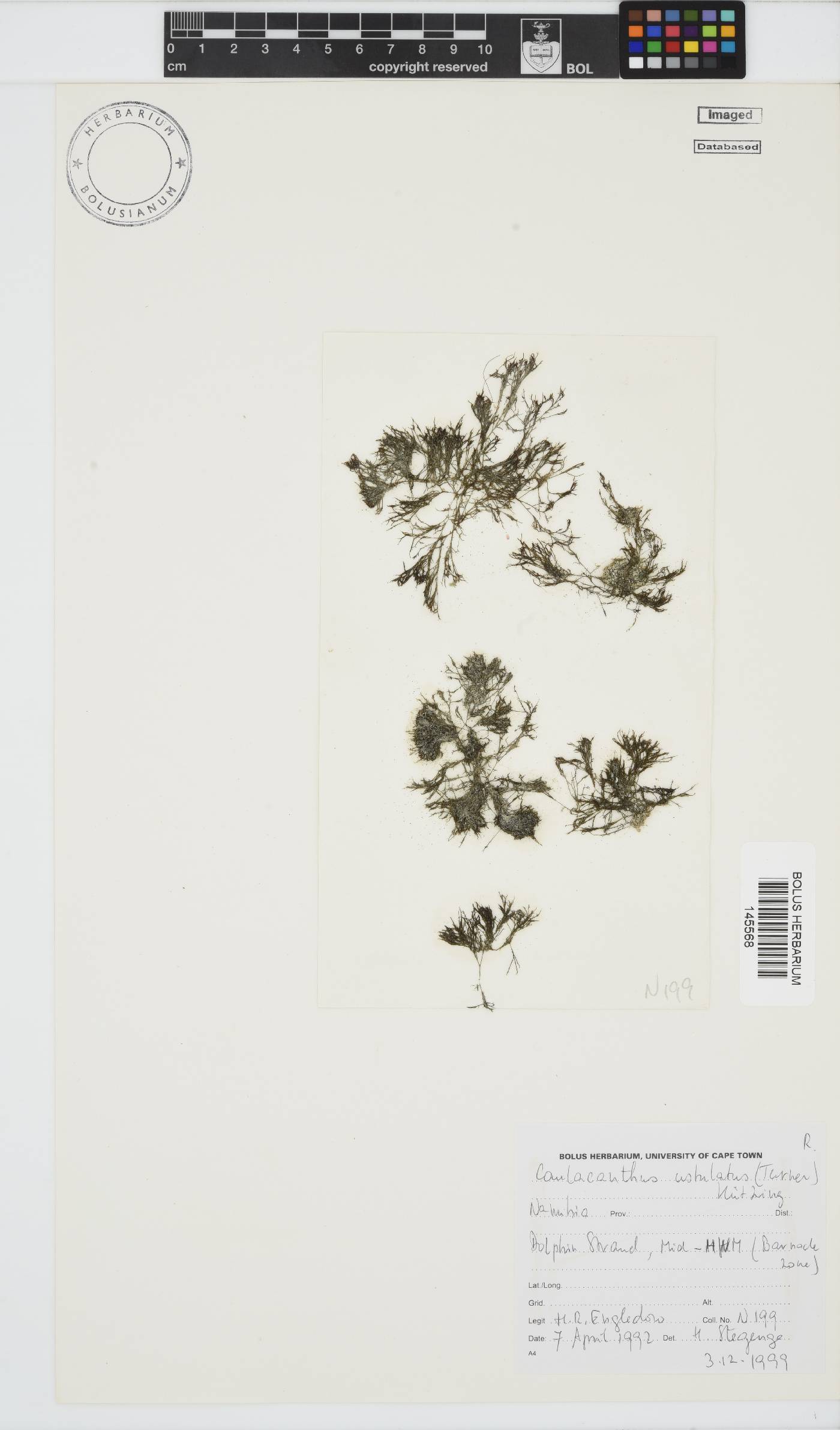 Caulacanthus ustulatus image