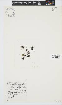 Caulacanthus ustulatus image