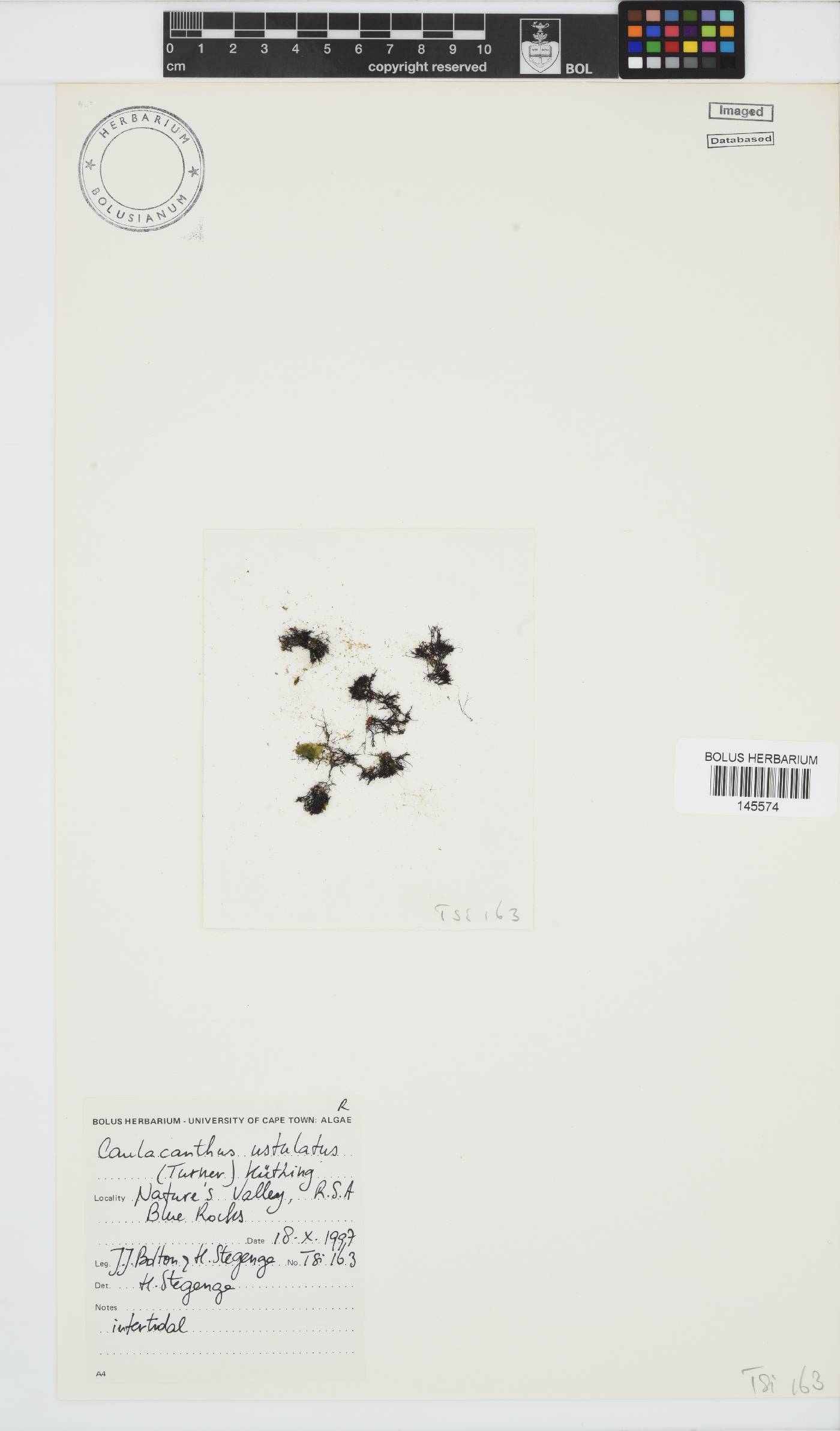 Caulacanthus ustulatus image