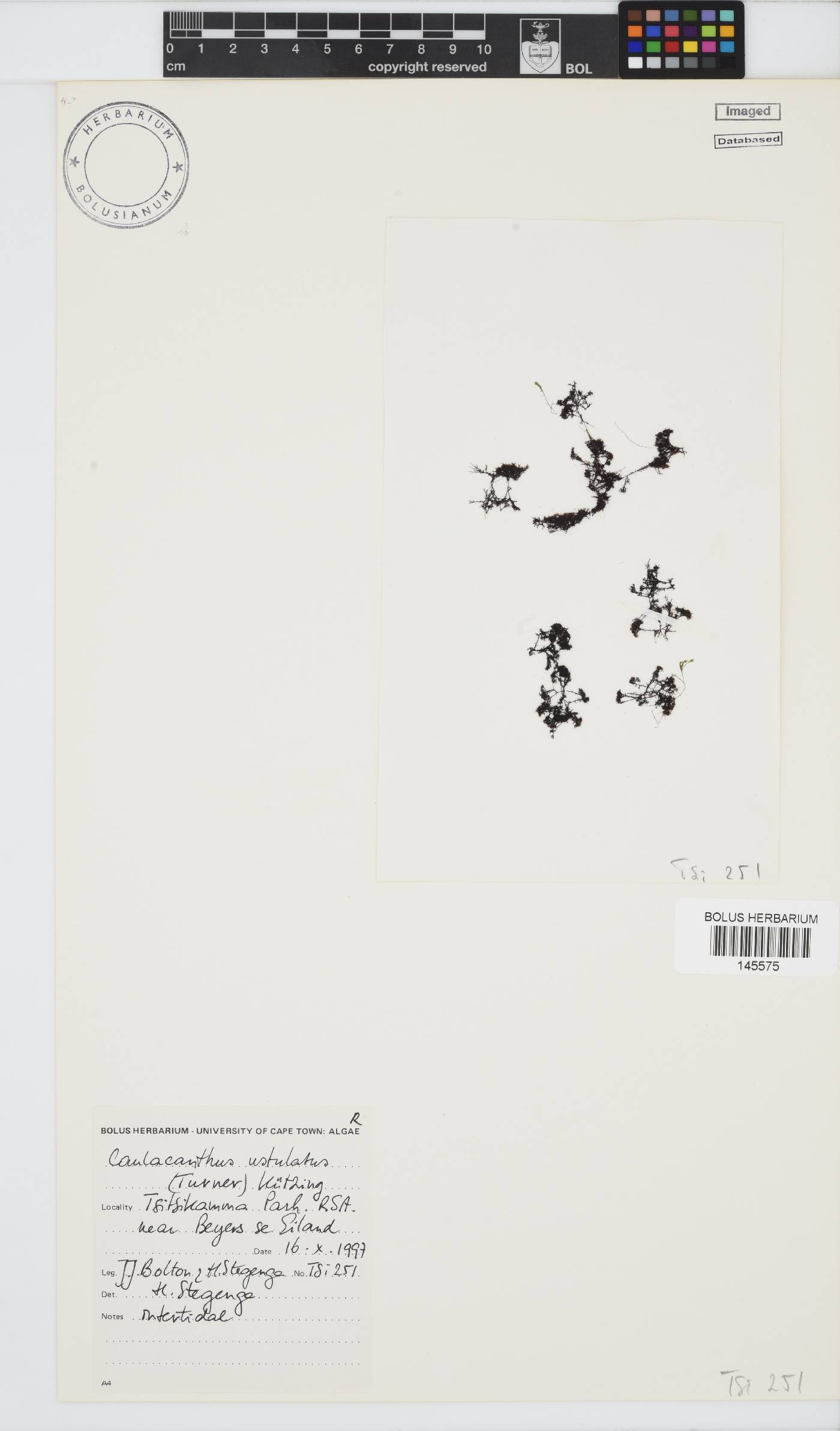 Caulacanthus ustulatus image