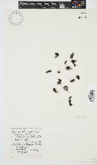 Caulacanthus ustulatus image