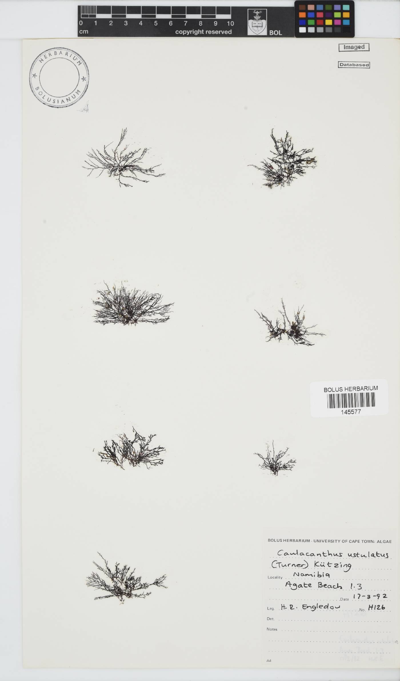 Caulacanthus ustulatus image