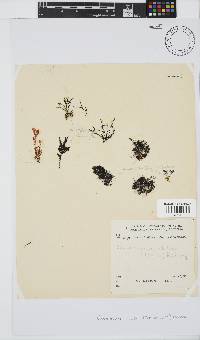 Caulacanthus ustulatus image