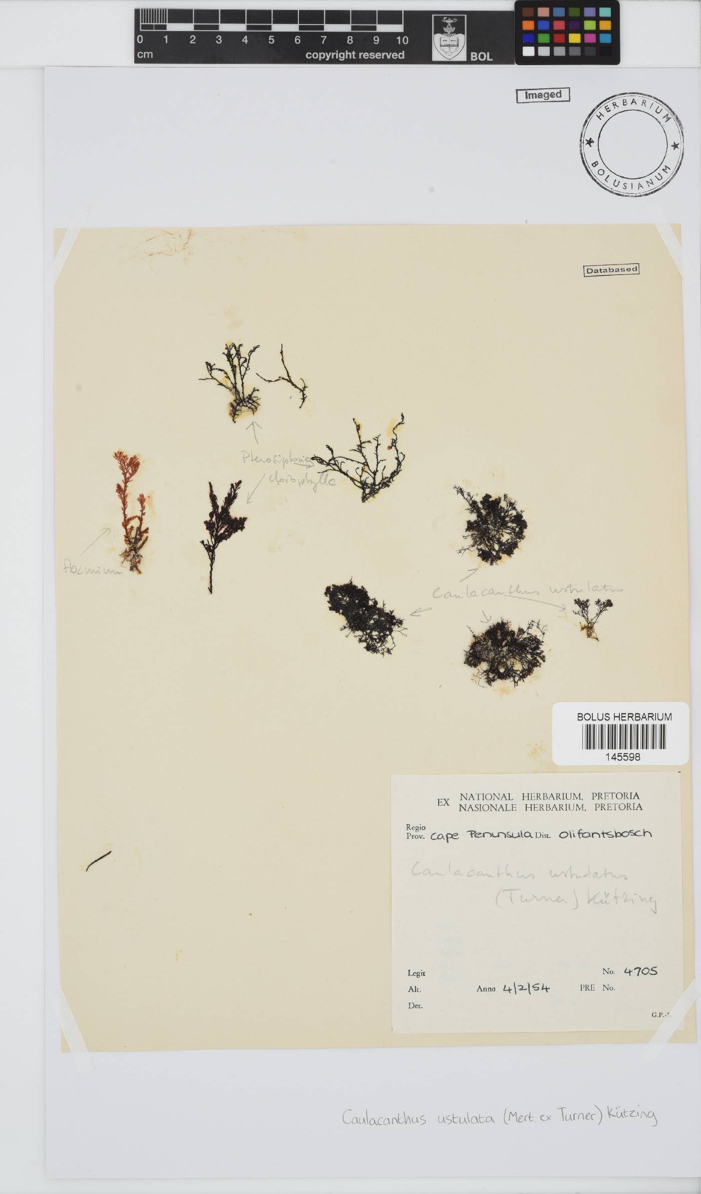 Caulacanthus ustulatus image