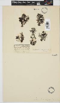 Caulacanthus ustulatus image