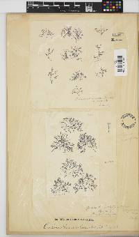 Caulacanthus ustulatus image