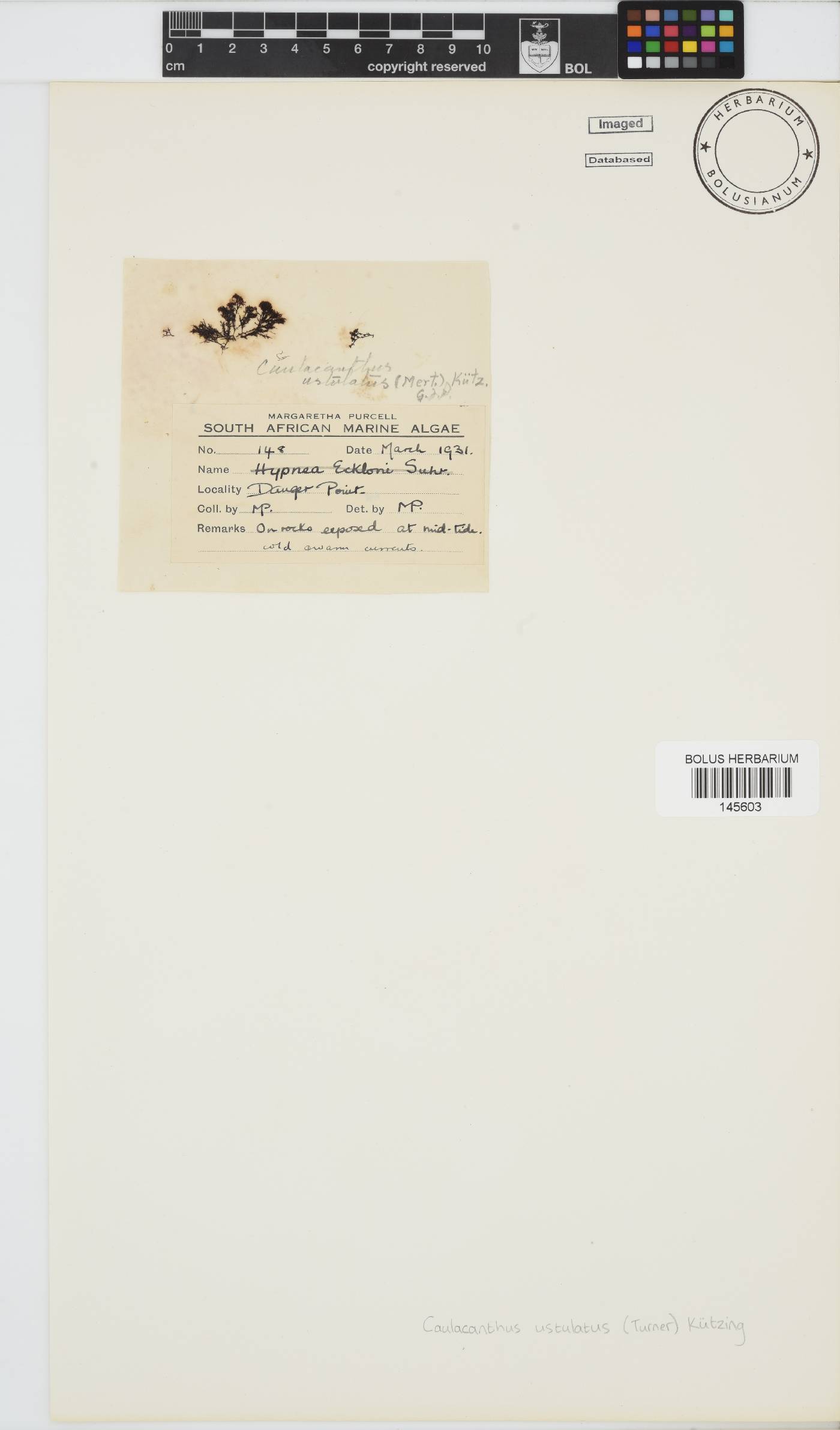Caulacanthus image