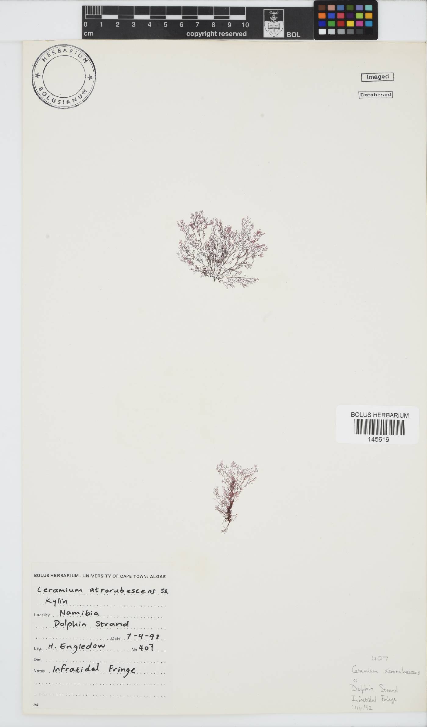 Ceramium atrorubescens image