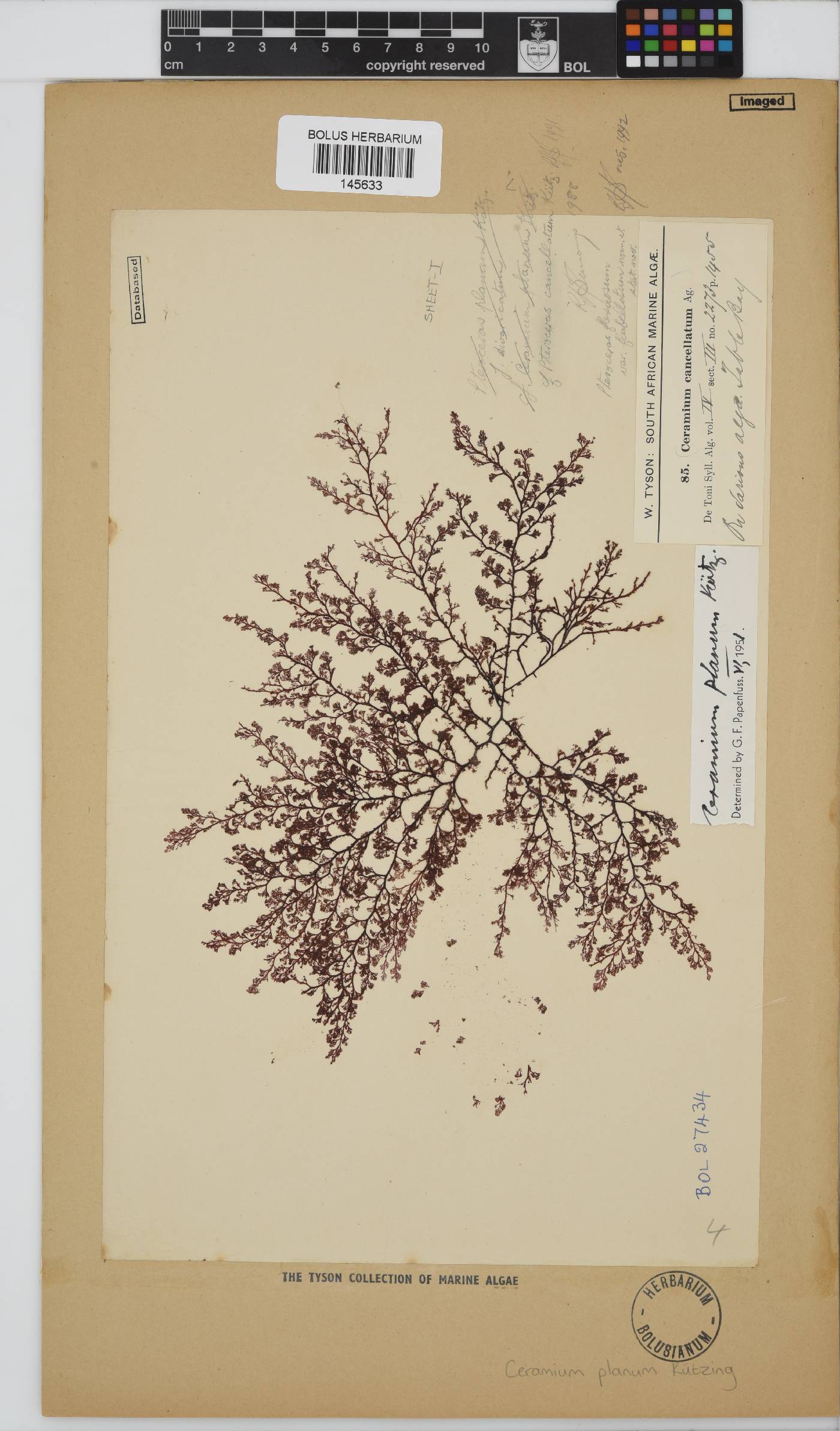 Pseudoceramium planum image