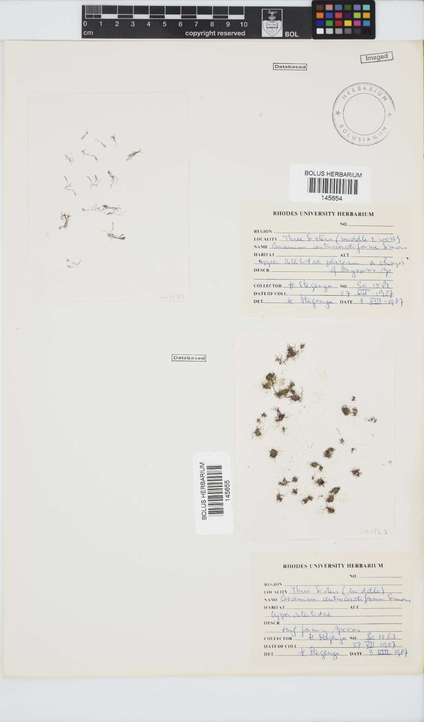 Ceramium centroceratiforme image