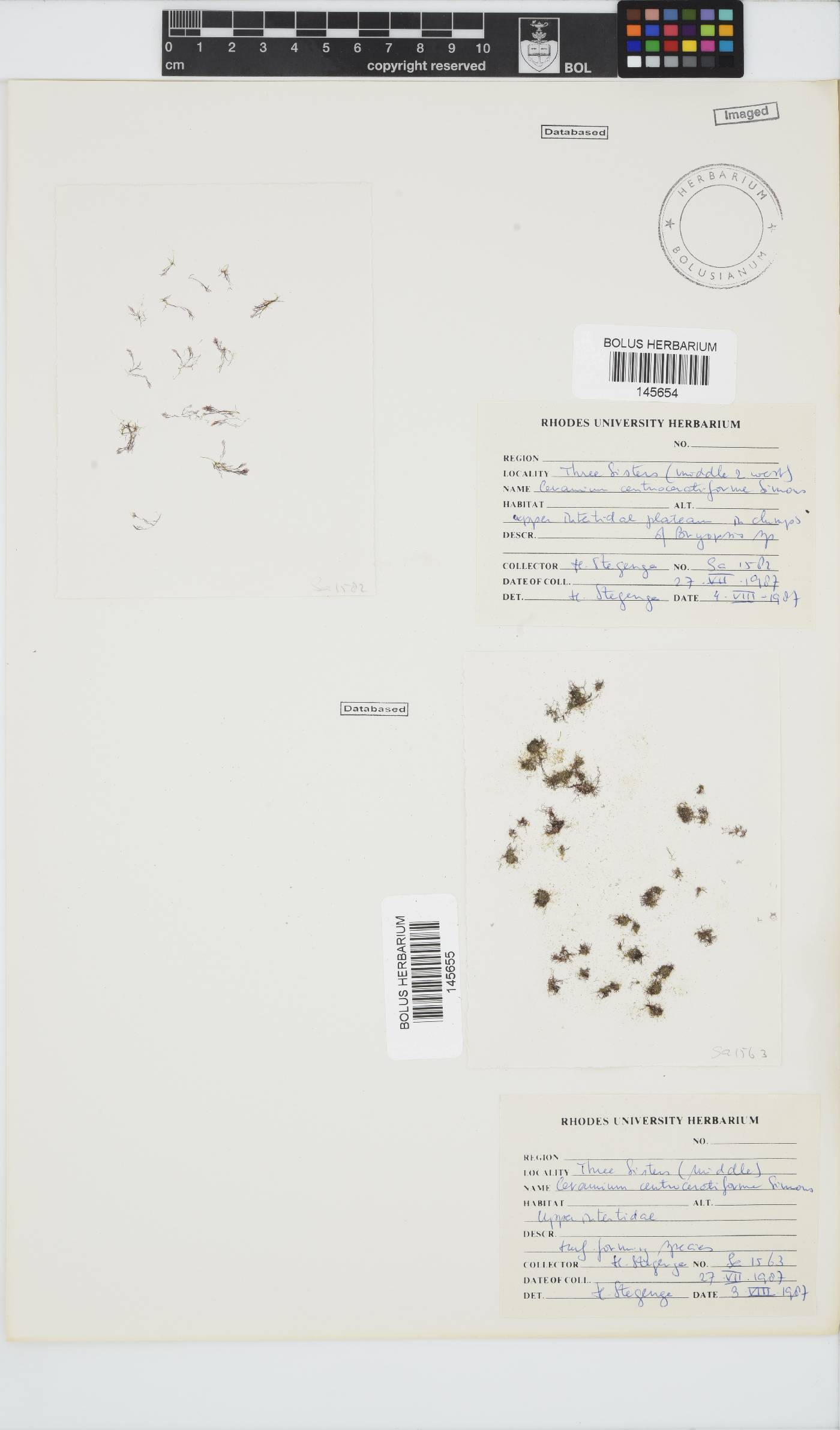 Ceramium centroceratiforme image
