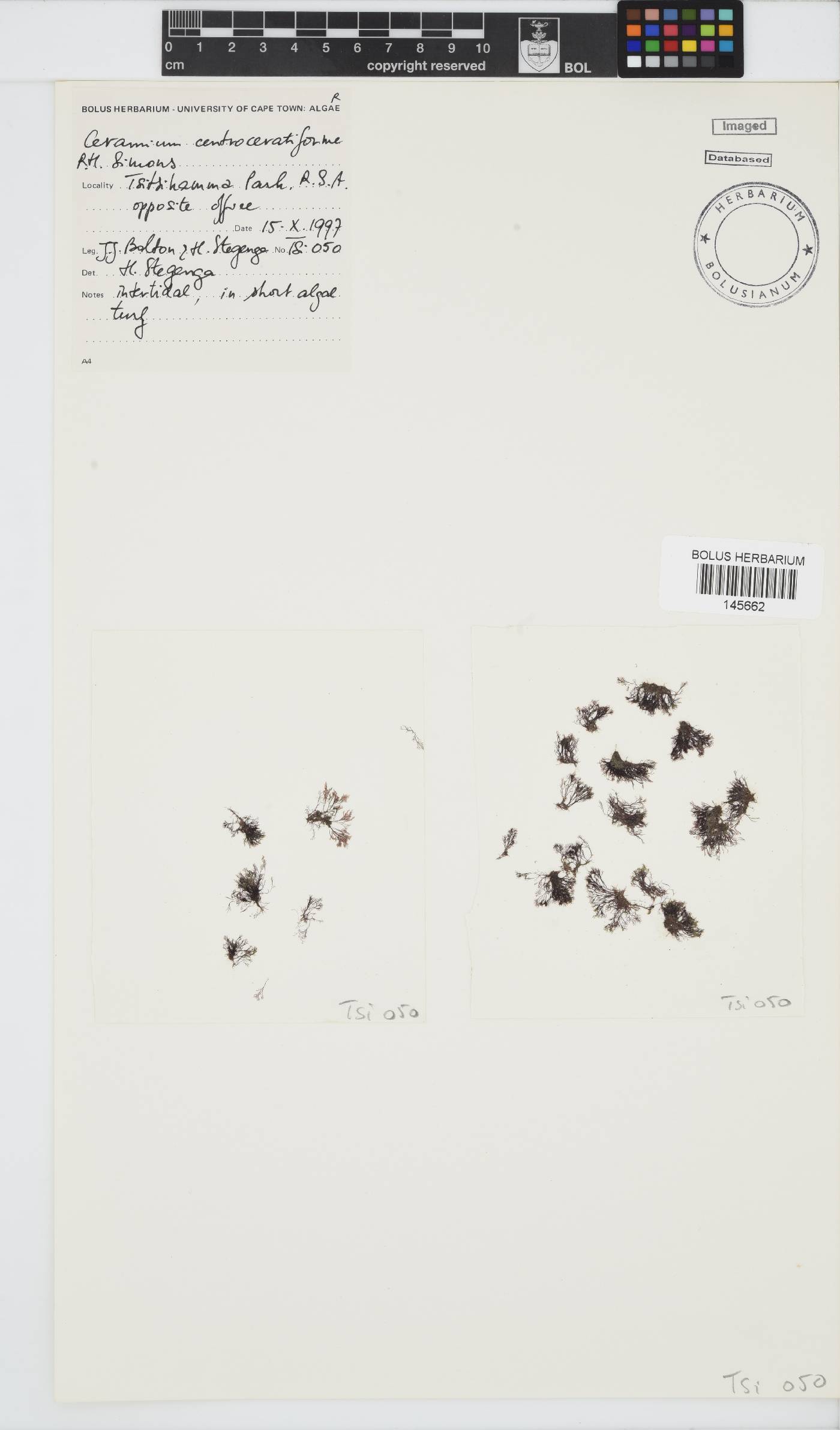 Ceramium centroceratiforme image