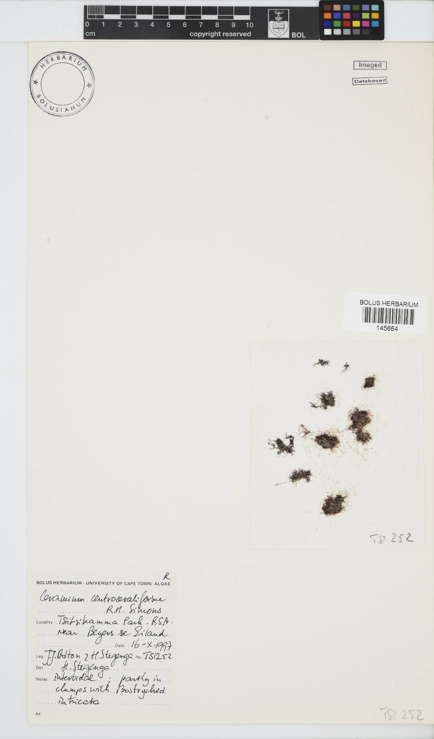 Ceramium centroceratiforme image