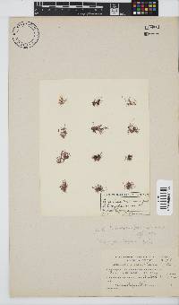 Ceramium centroceratiforme image