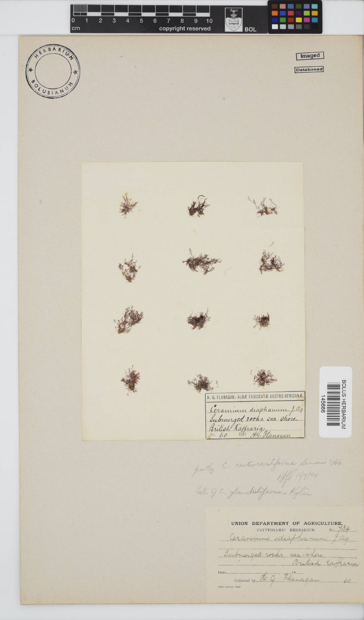 Ceramium centroceratiforme image