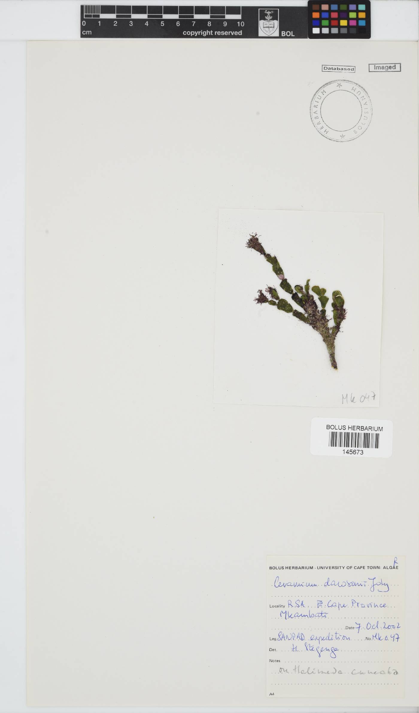 Gayliella dawsonii image