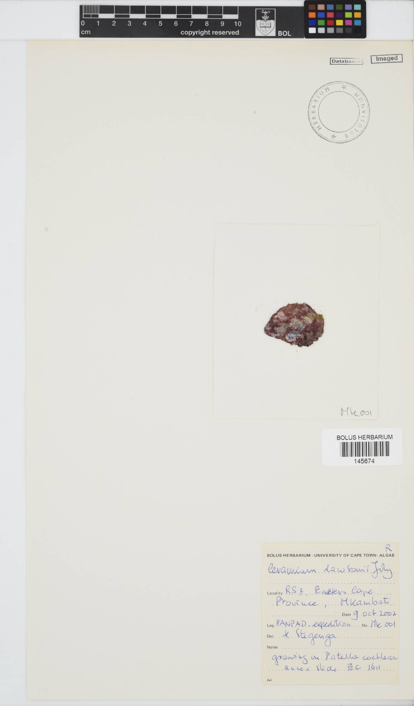 Gayliella dawsonii image